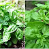 20 Clever Ways To Use Basil Leaves That Goes Way Beyond Pesto